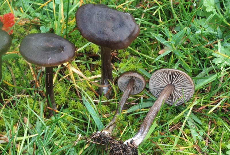 Funghi del litorale Romagnolo